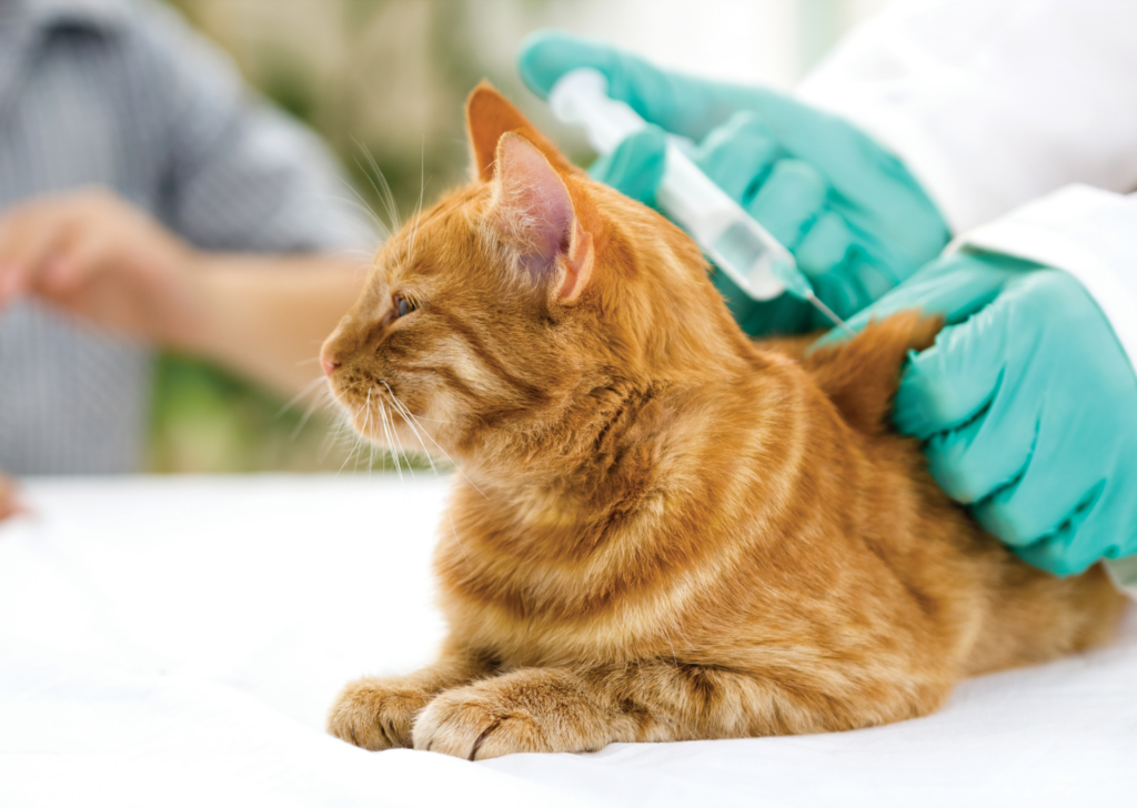 Ginger cat with vet getting an injection