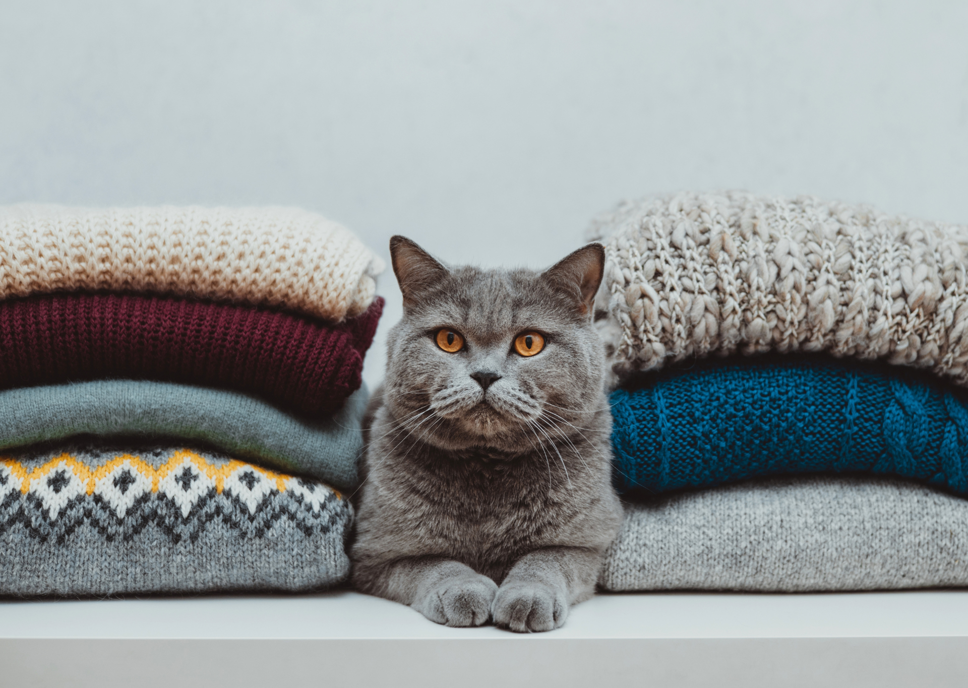British cat is lying in a pile of knitted wool clothes. Winter concept. Cat in warm clothes on a grey background.