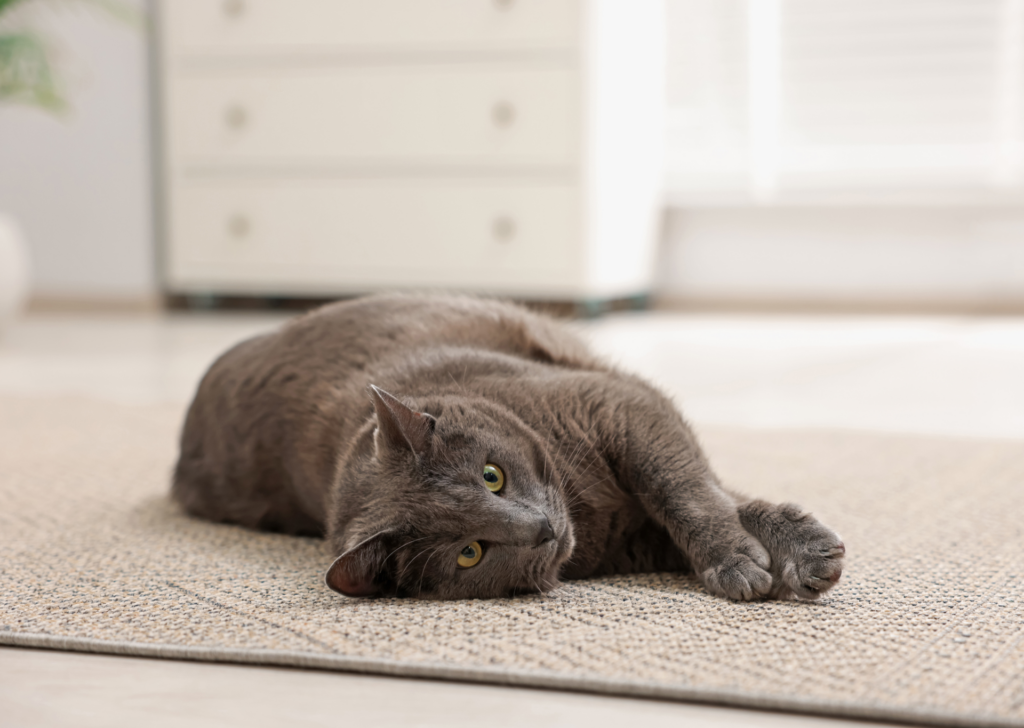 Cute grey cat lying on floor at home