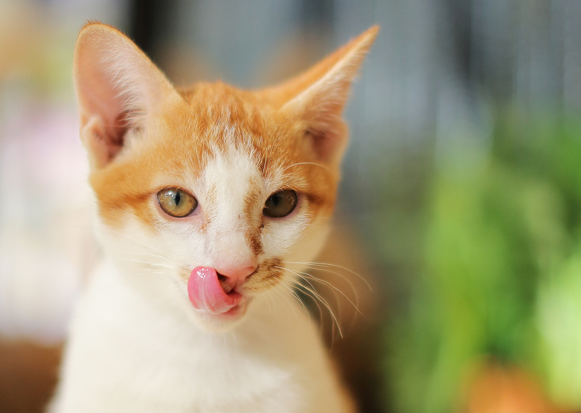 kitten licking lips