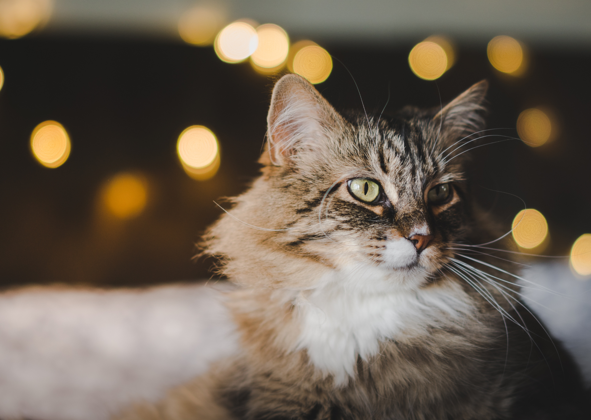Long hair tabby