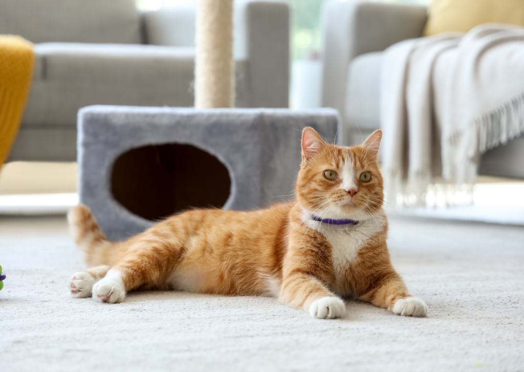 senior cat with cat cave