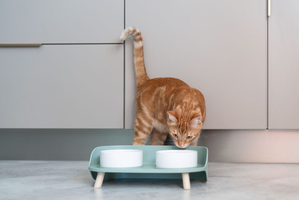 Cat sniffing food bowls