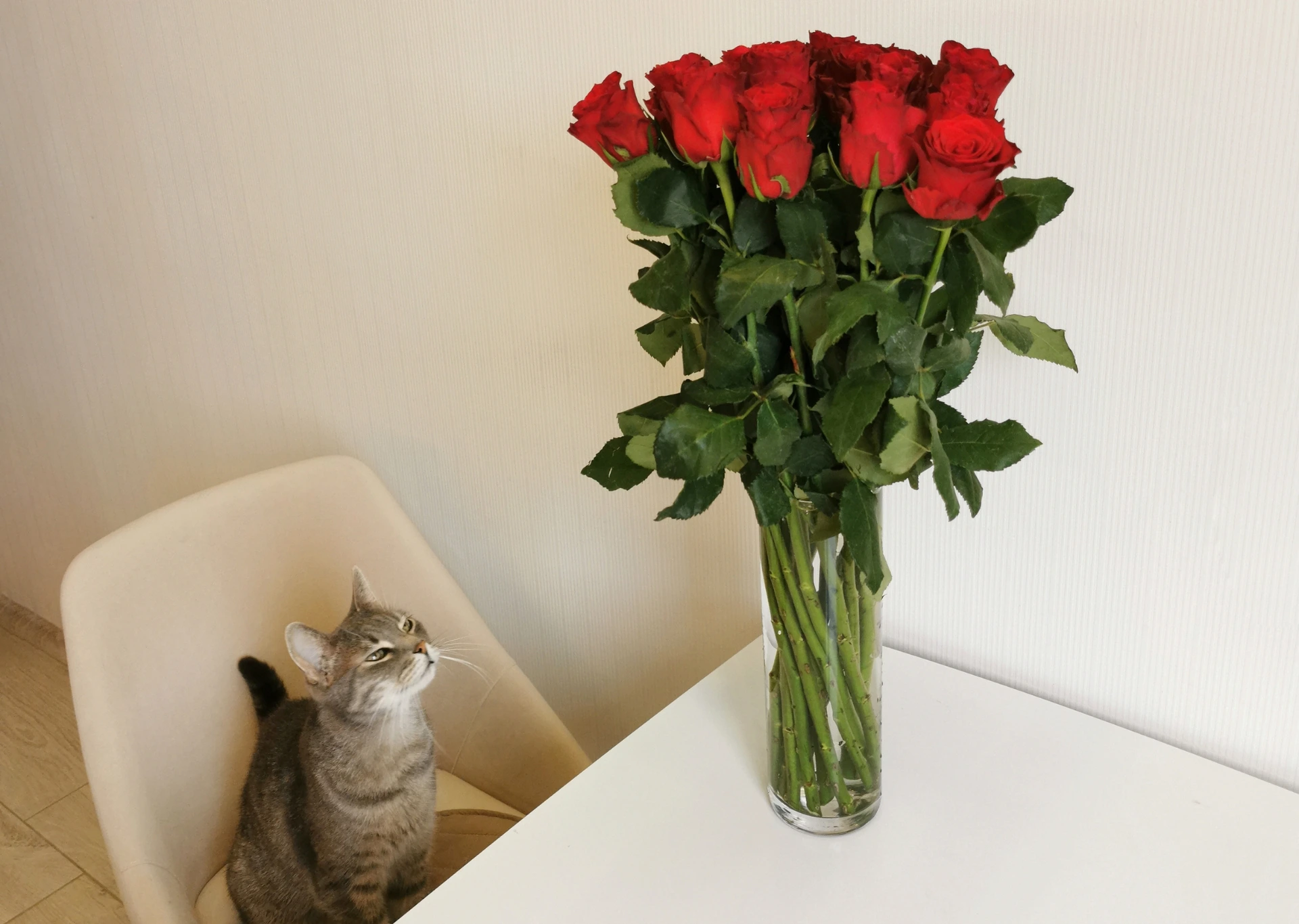 cat looking at roses