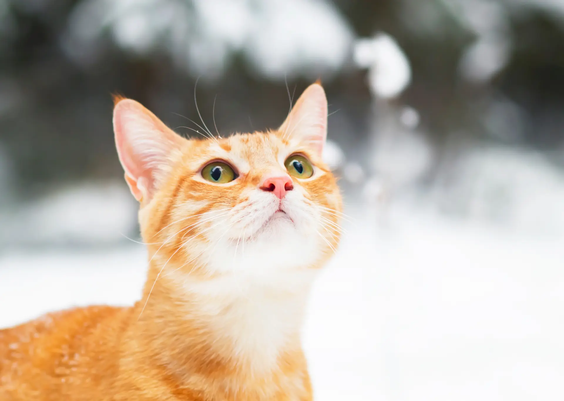 Ginger cat outside in the snow