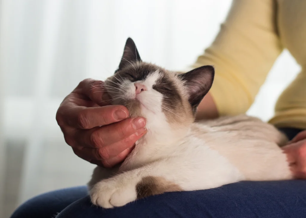 Cat being stroked