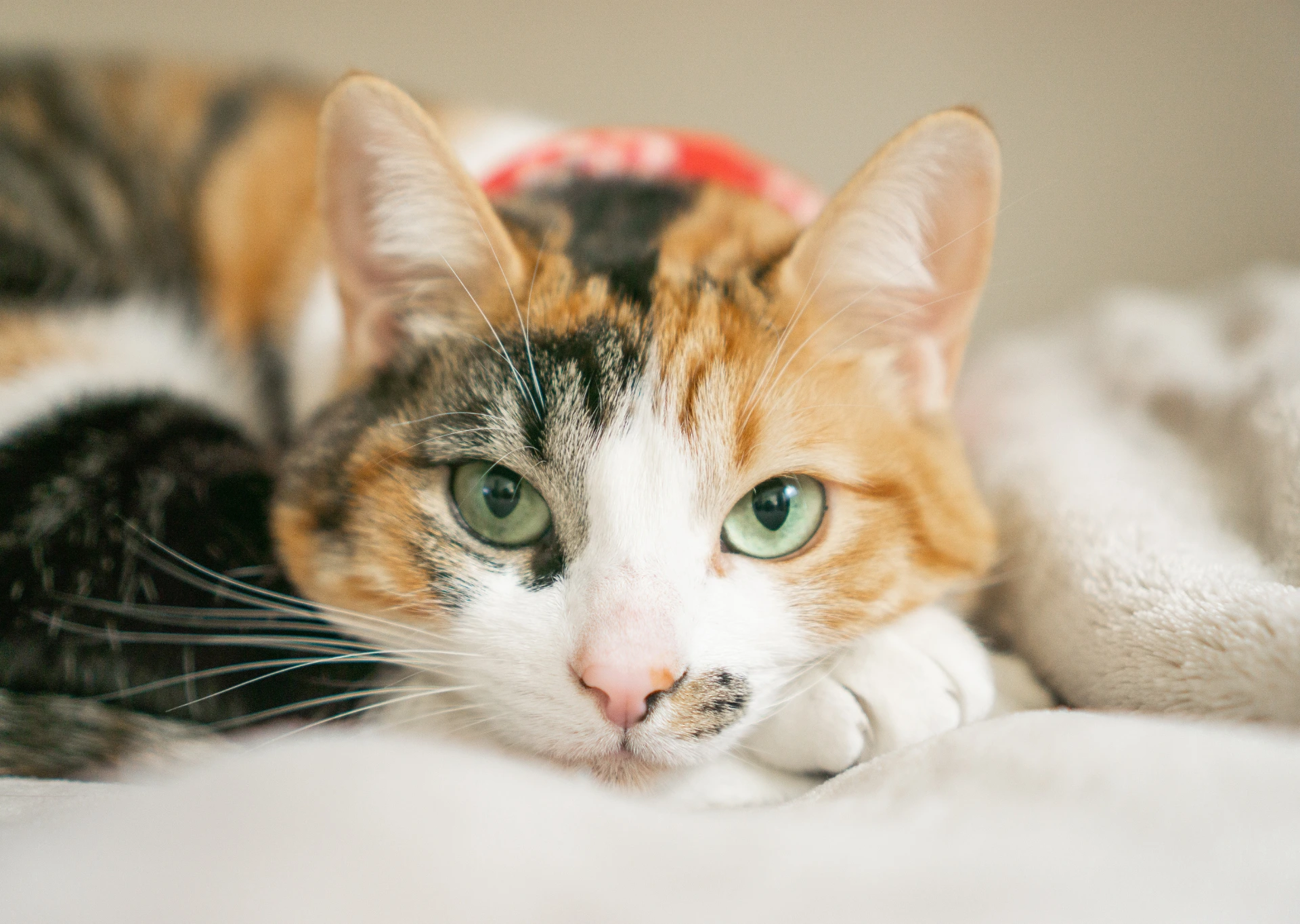 Calico cat