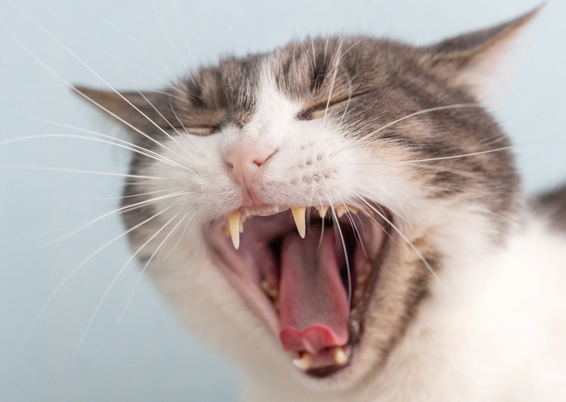 Cat yawning showing teeth