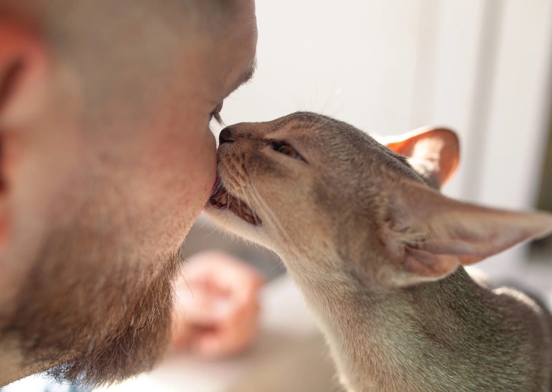 cat licking owner's face