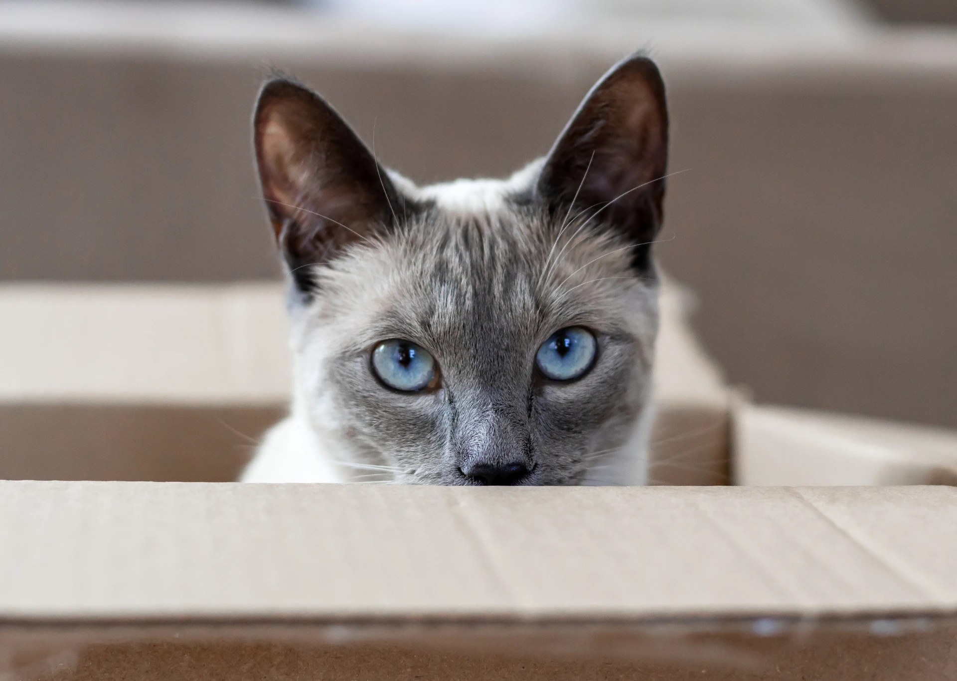 Cat peeking over box