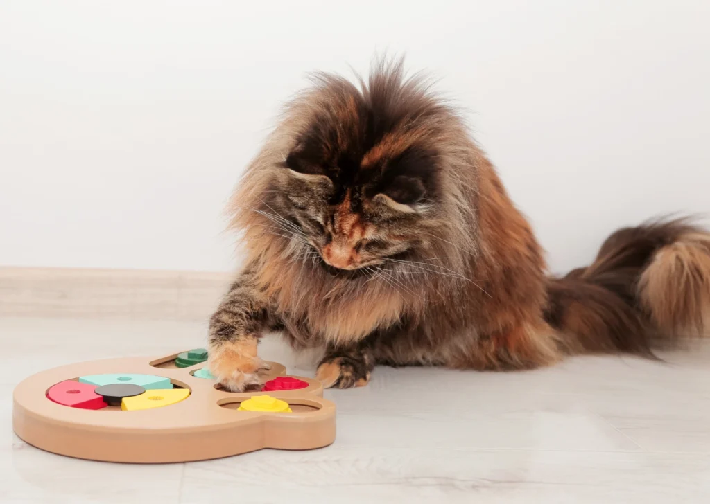 Cat playing with puzzle toy