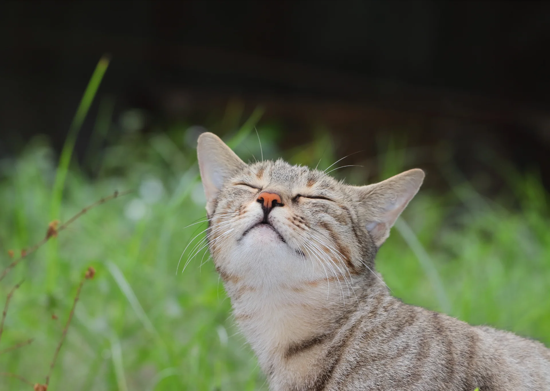 Cat sniffing