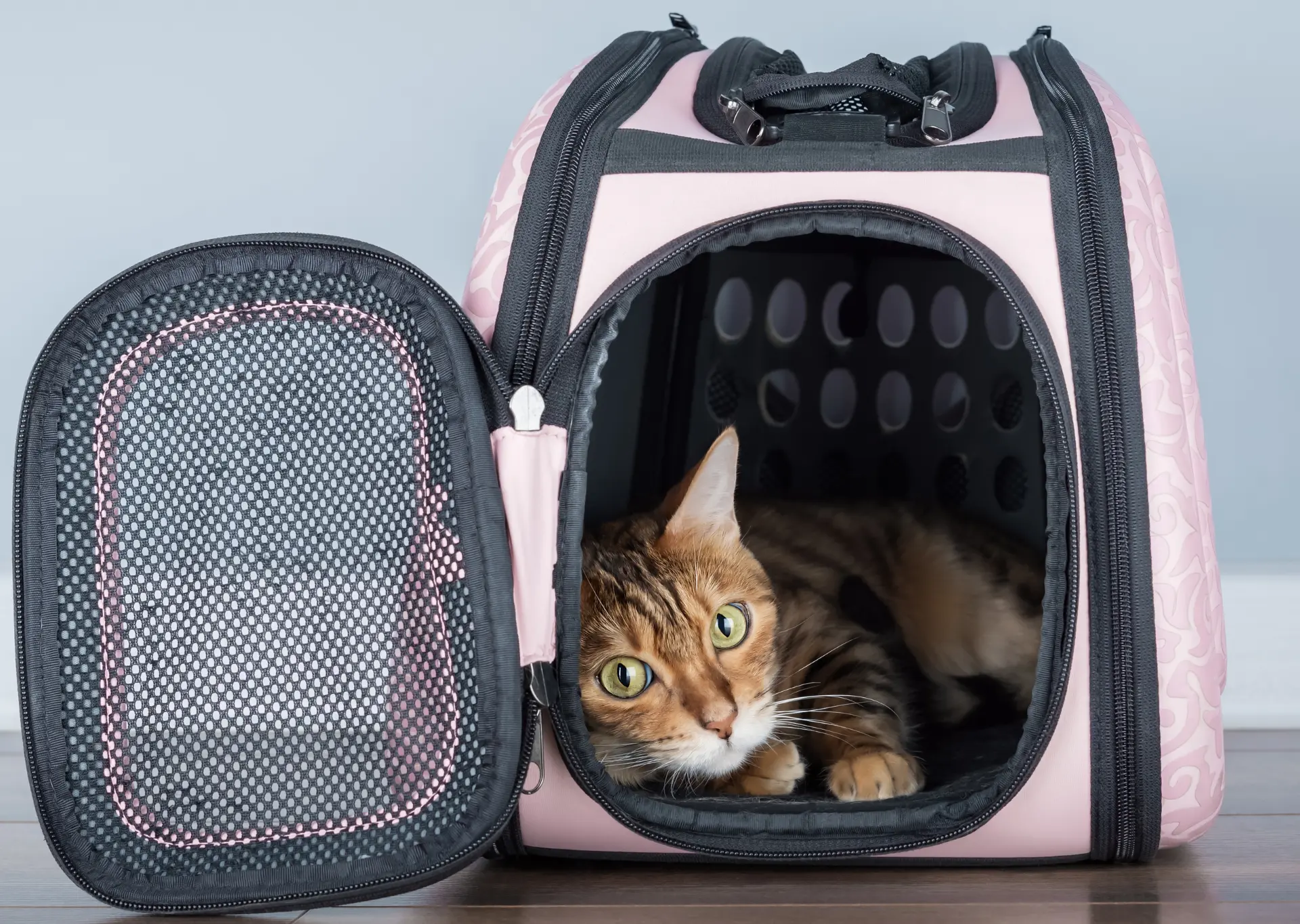 travelling-with-pets-tips-for-safe-cat-and-dog-adventures-applaws-uk