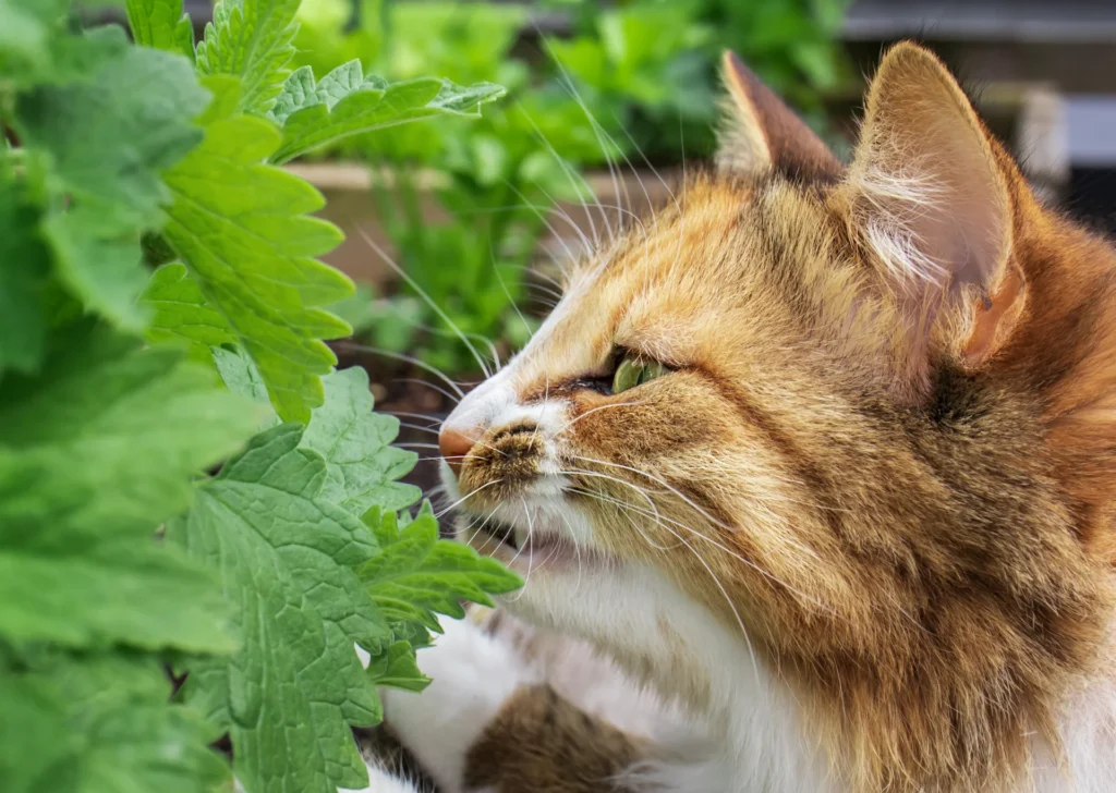 cat smelling catnip