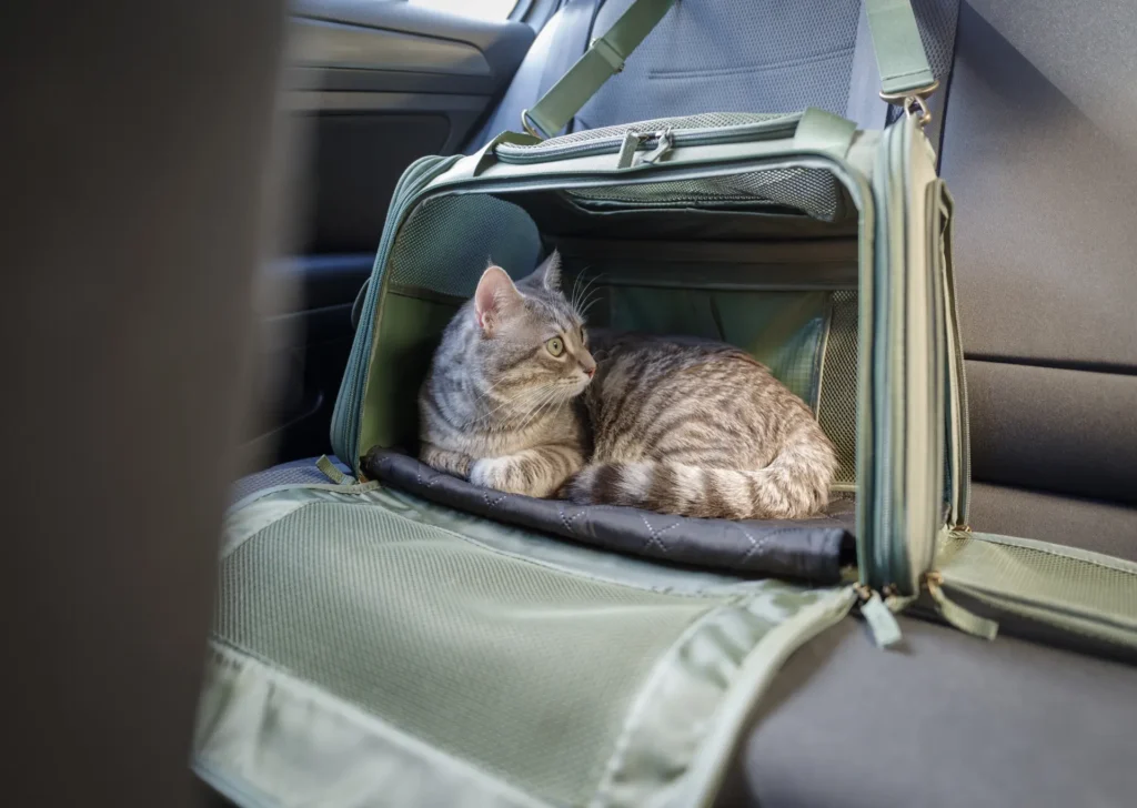 Cat in pet carrier