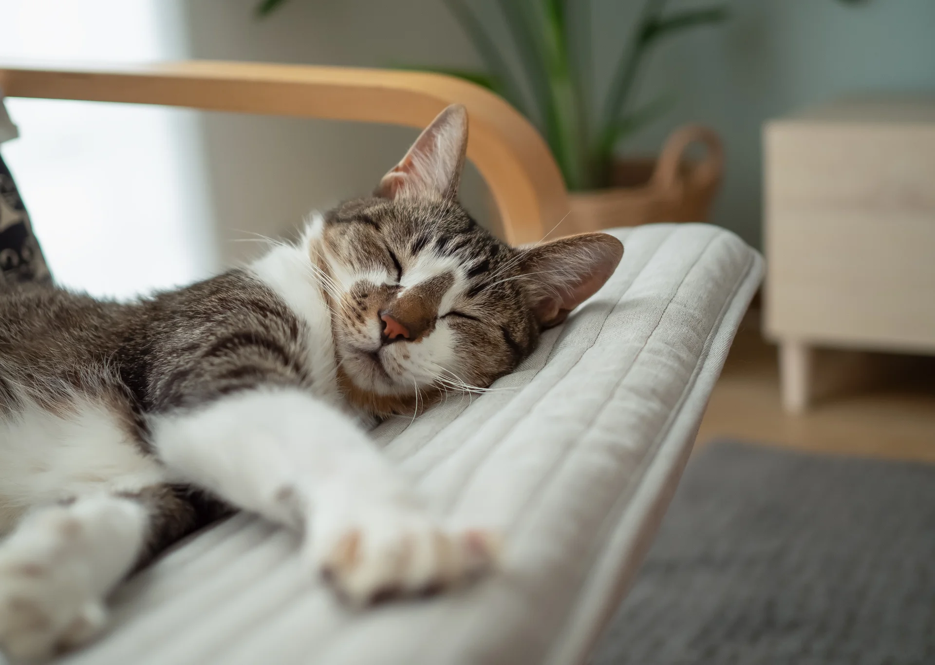 Cat sleeping on a chair