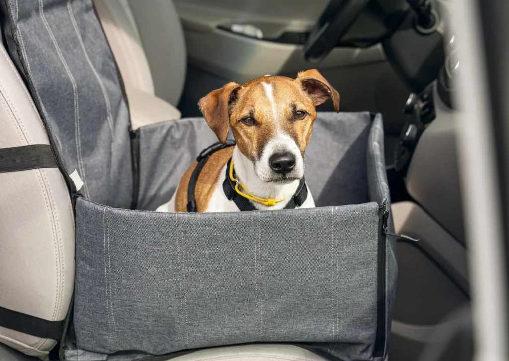 Dog travelling in car