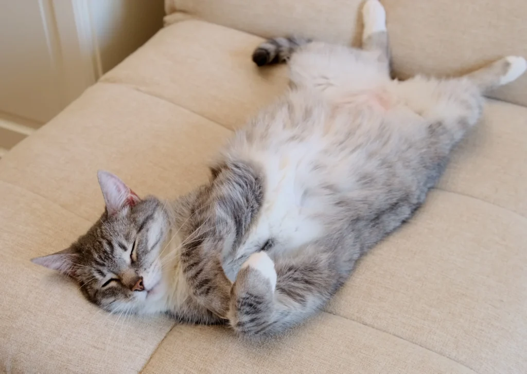 Cat sleeping