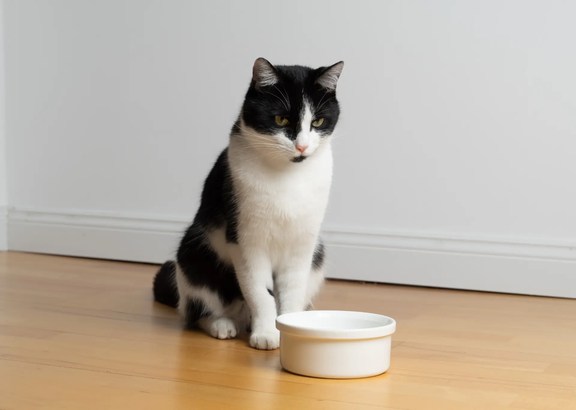 Cat looking at empty bowl