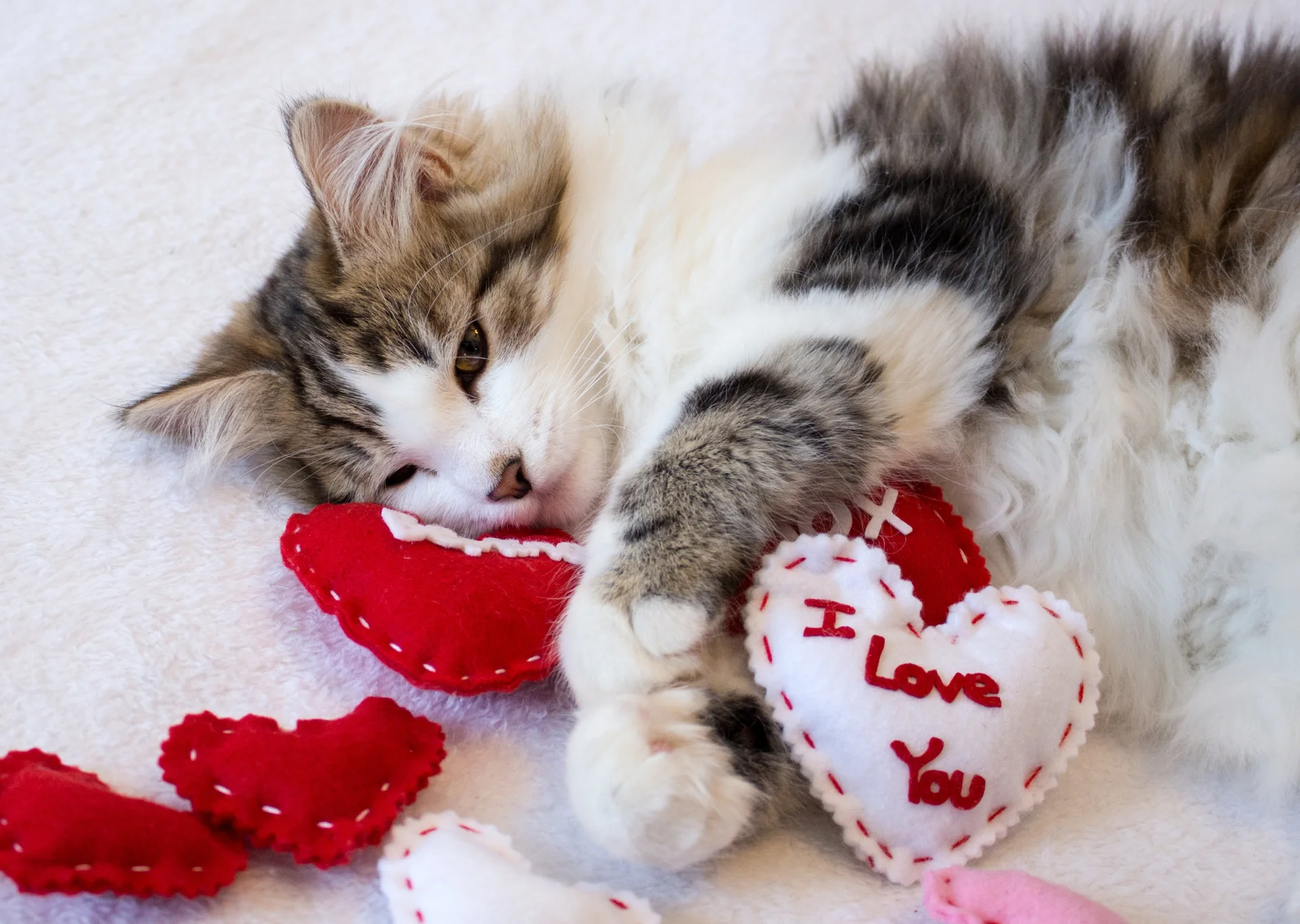 Cat with Valentine's toys