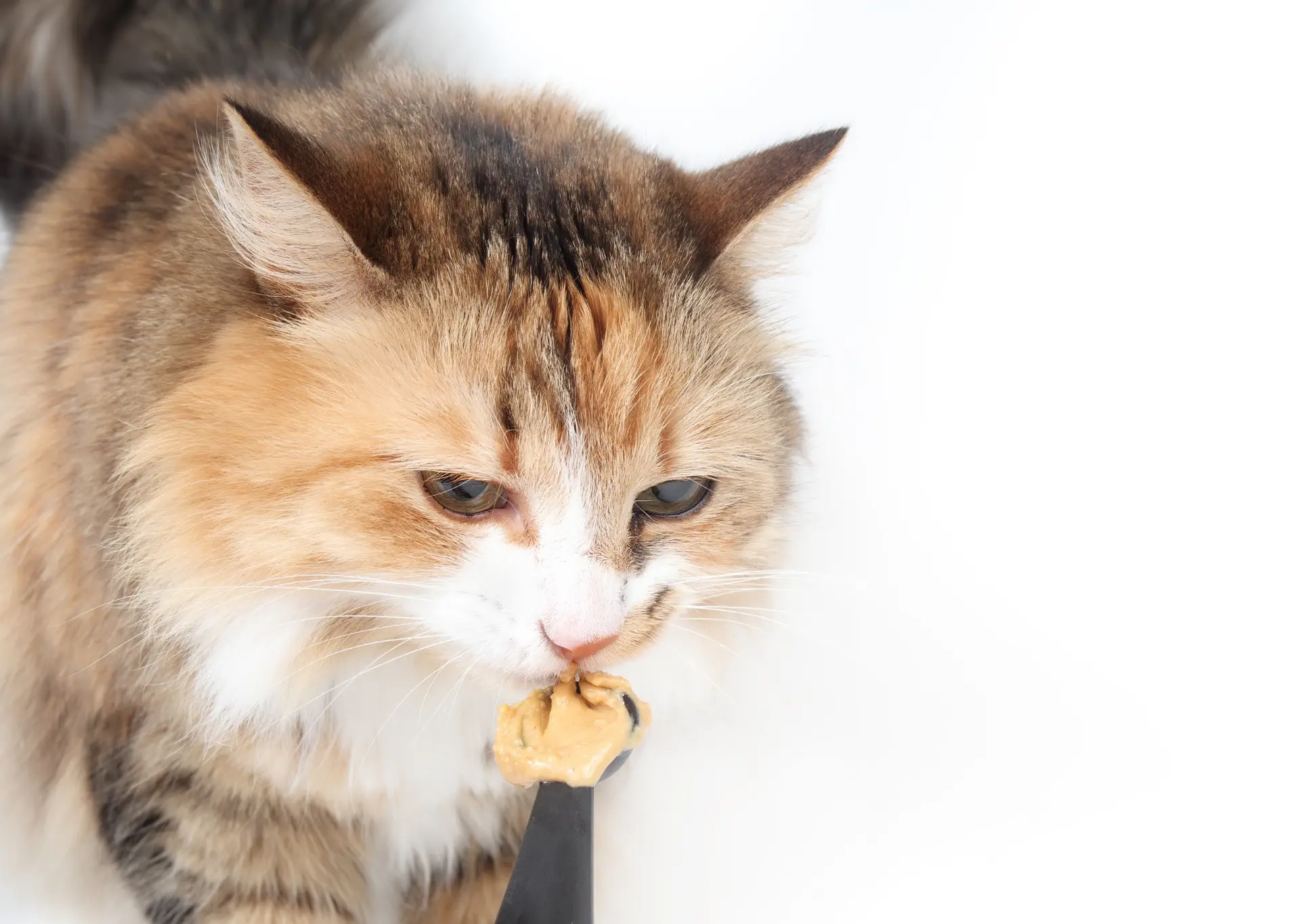 Curios cat with peanut butter on spoon