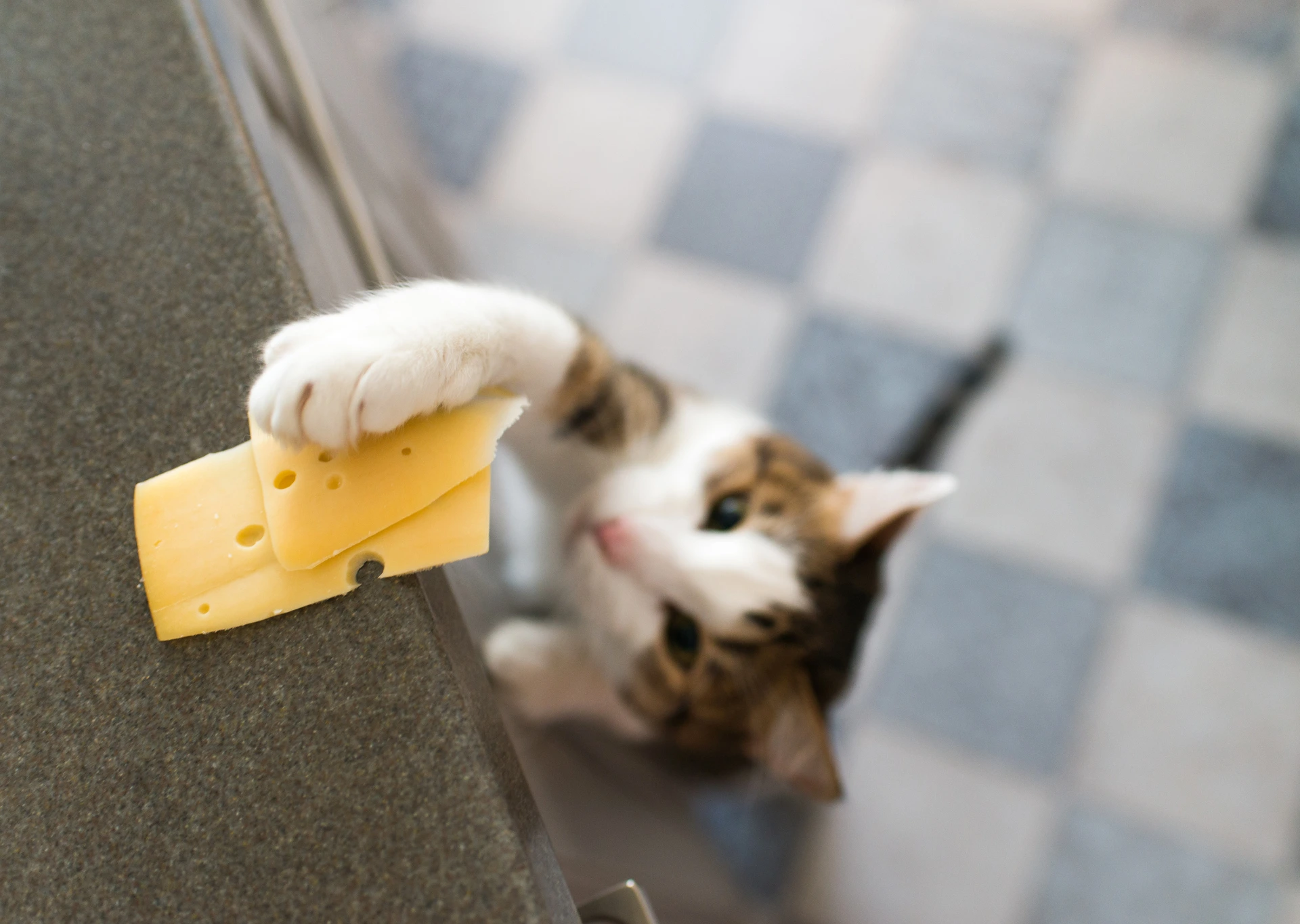 Cat reaching for cheese
