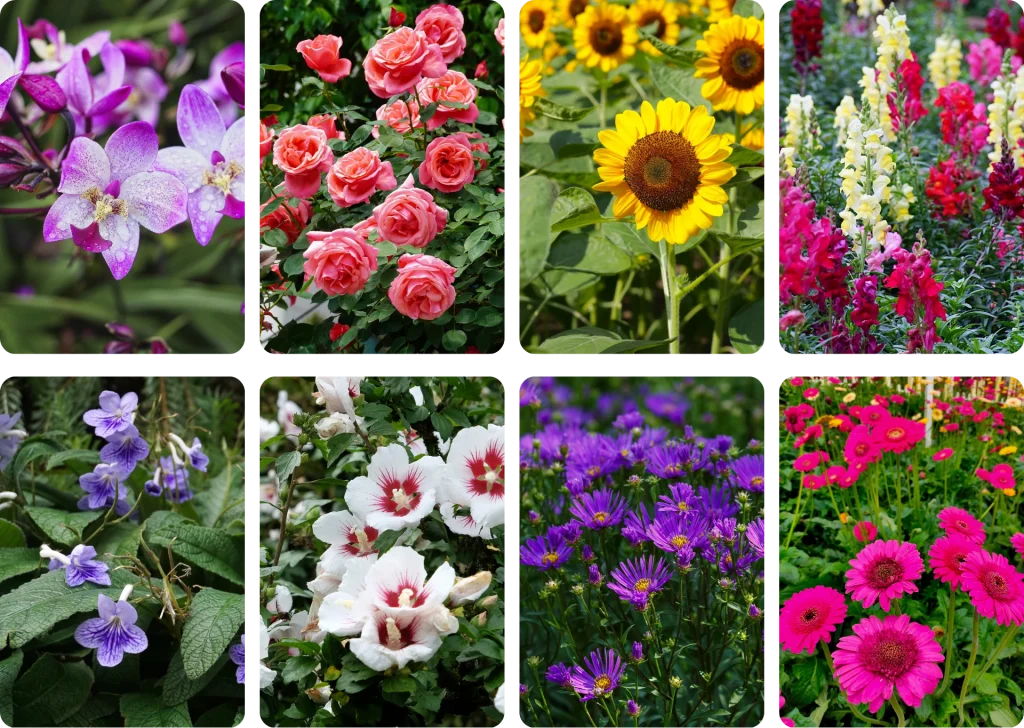 ​​​Orchids, Roses Sunflowers, Snapdragons, Hibiscus, African violets, Asters, Gerbera daisies