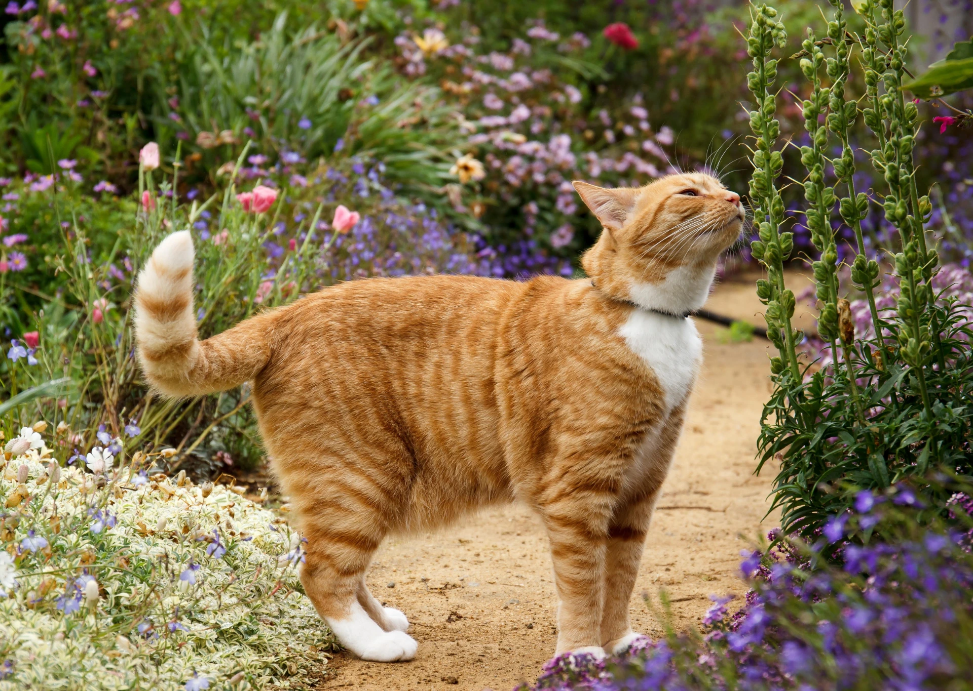 Cat smelling flowers in a garden
