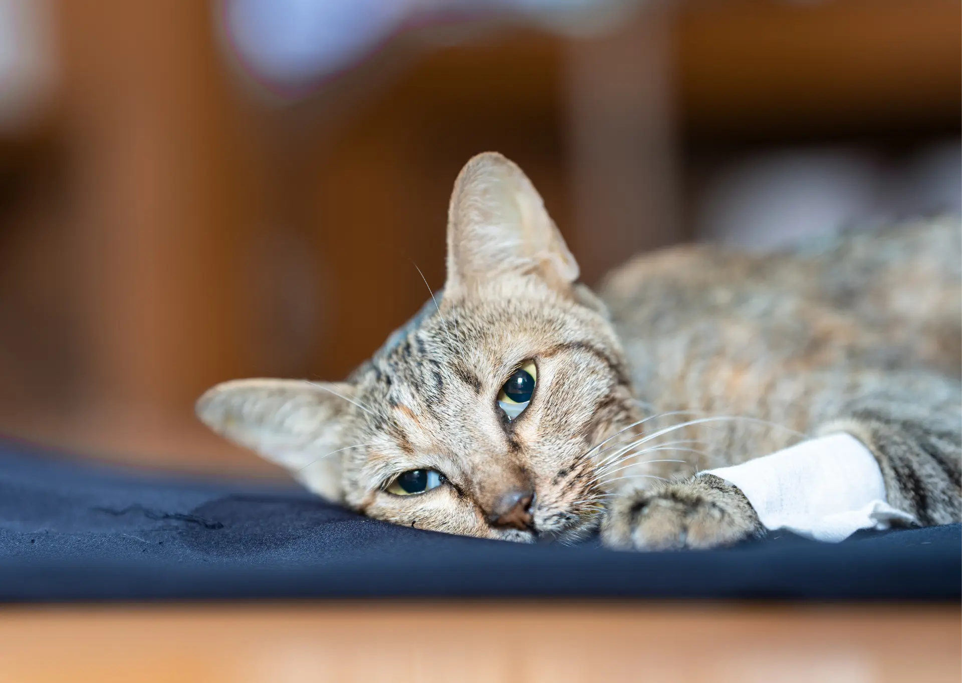 Tabby cat with blue eyes, lying down with a bandage on paw