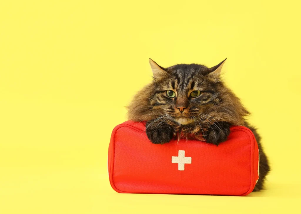 Cat with first aid kit