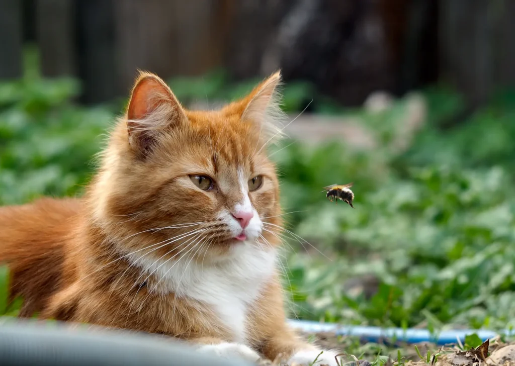 Orange cat looking at a bee