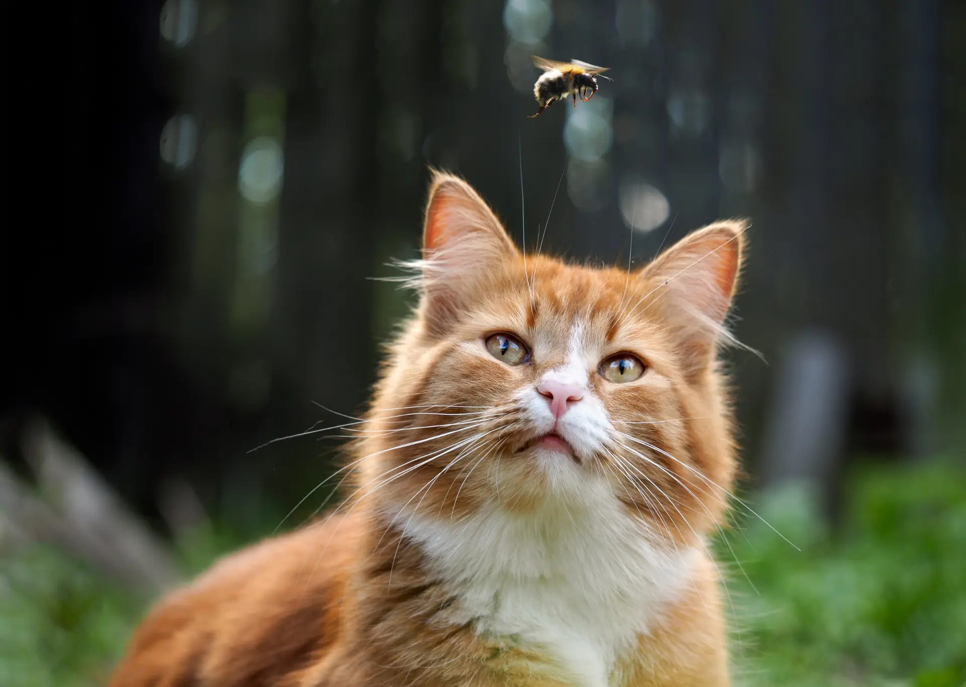 Orange cat looking at a bee