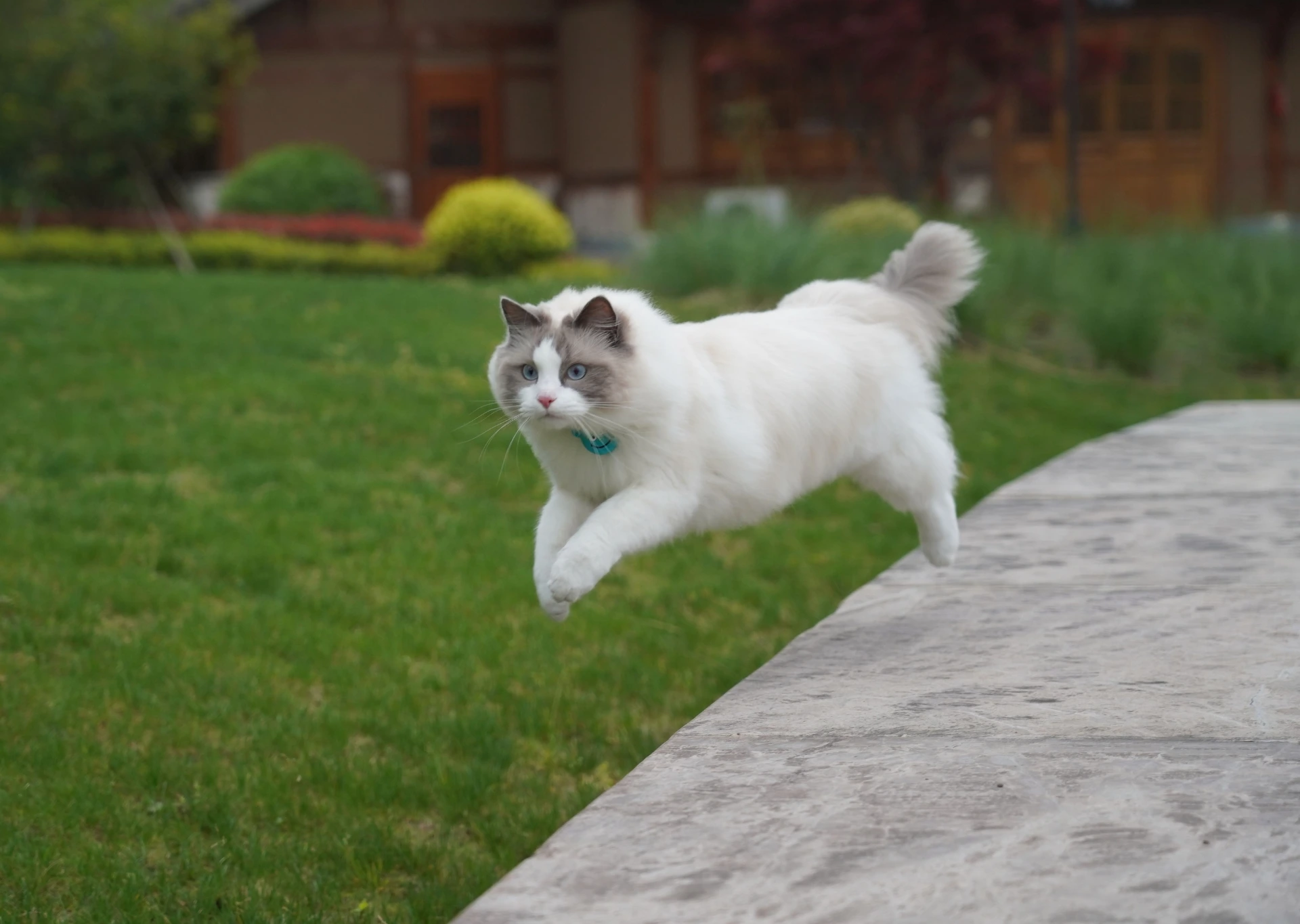 Ragdoll cat jumping in the garden