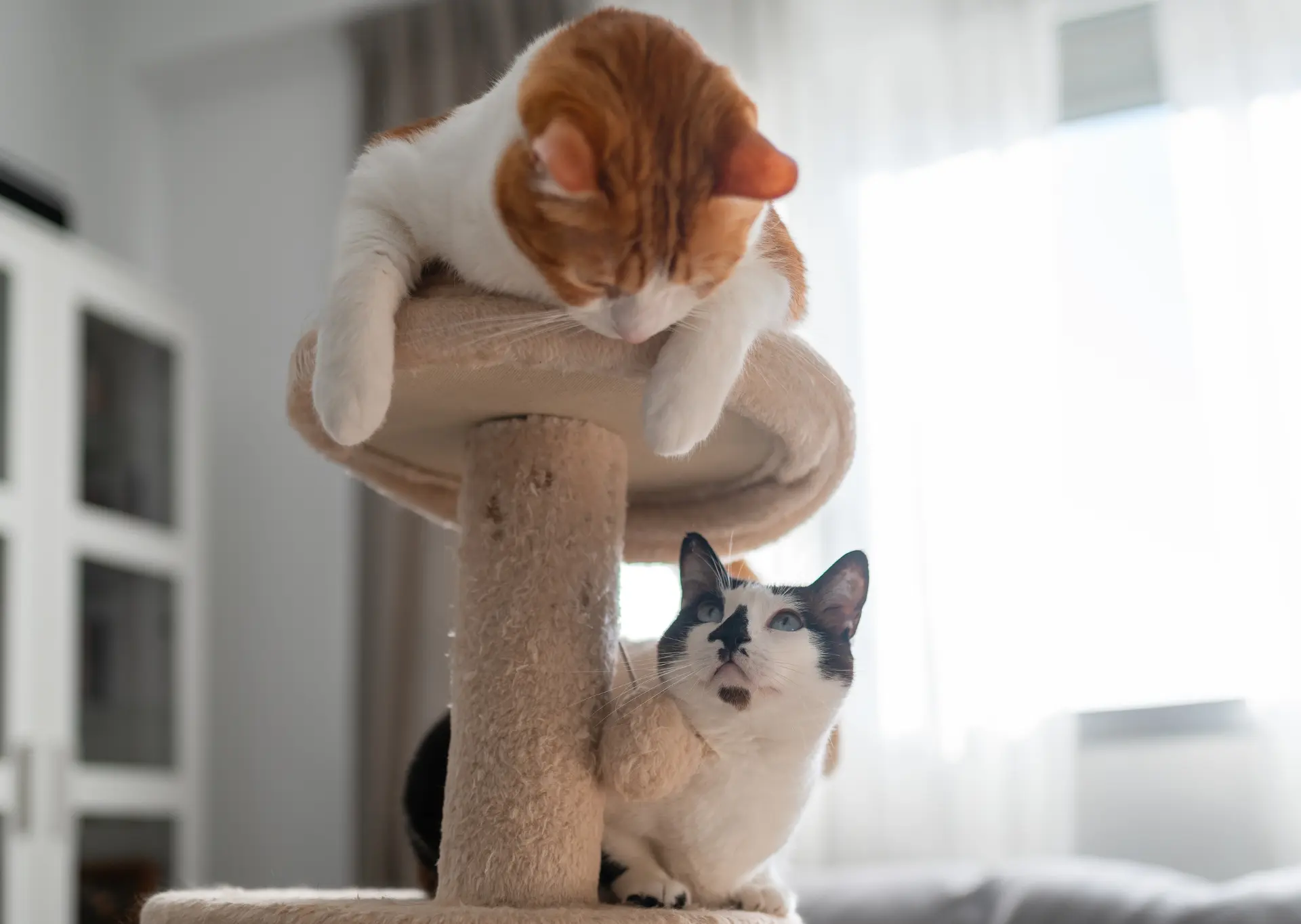 Two cats playing together on a cat tree