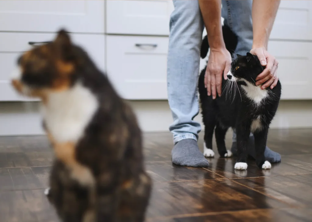 Two cats with one being petted by the owner