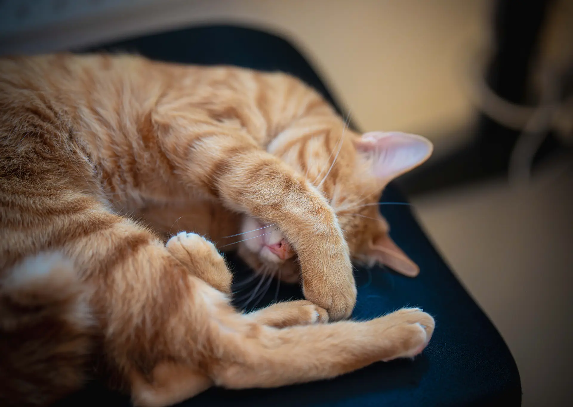 Ginger cat sleeping with it's paw covering it's face