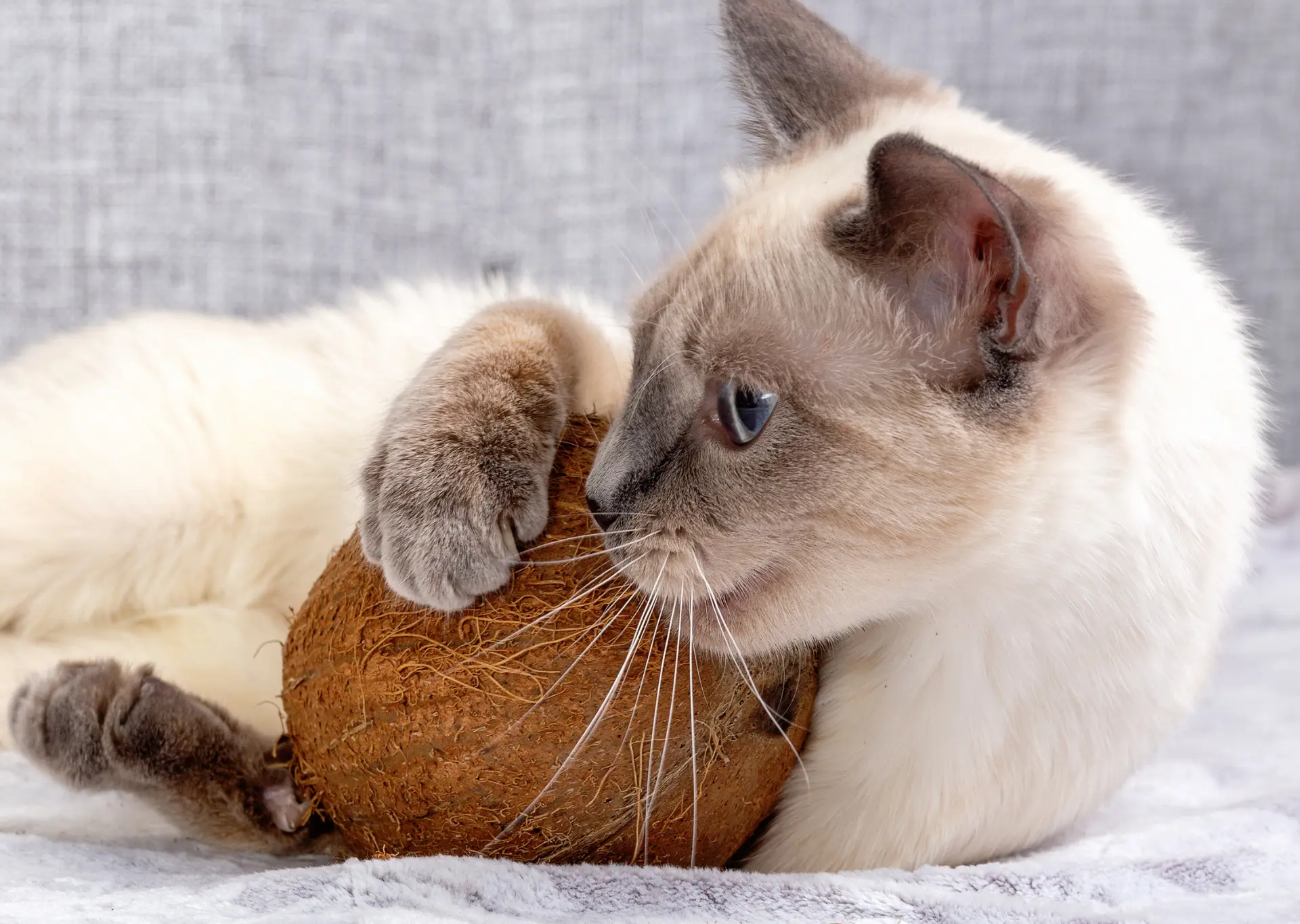 Cat holding a coconut