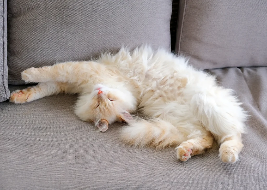 Cat sleeping stretched out on it's back