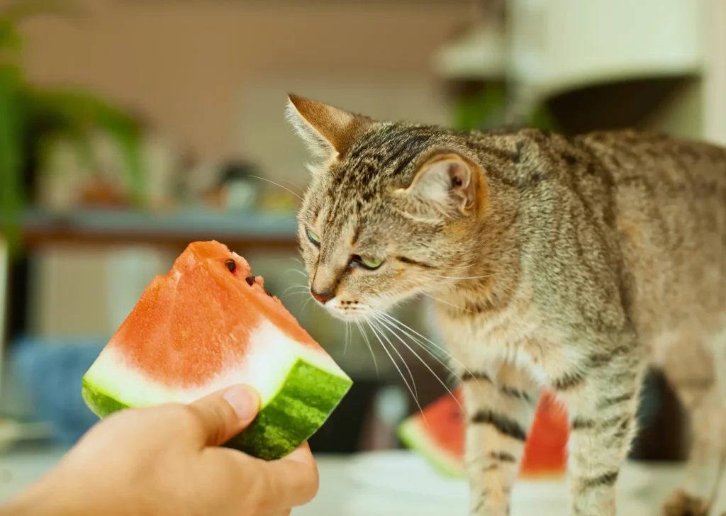 Tabby cat sniffing a slice of watermelon