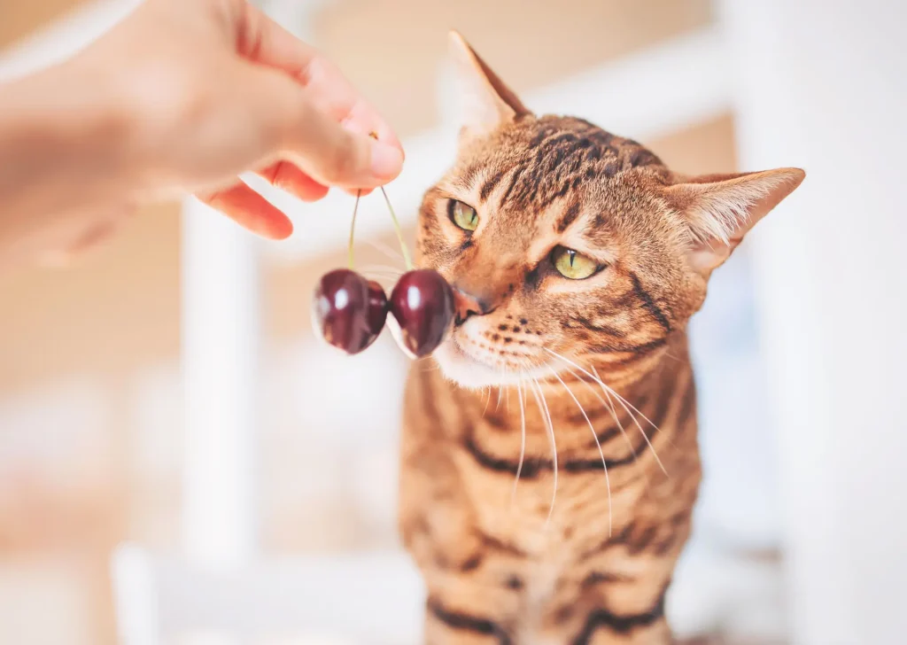 tabby cat sniffing cherries