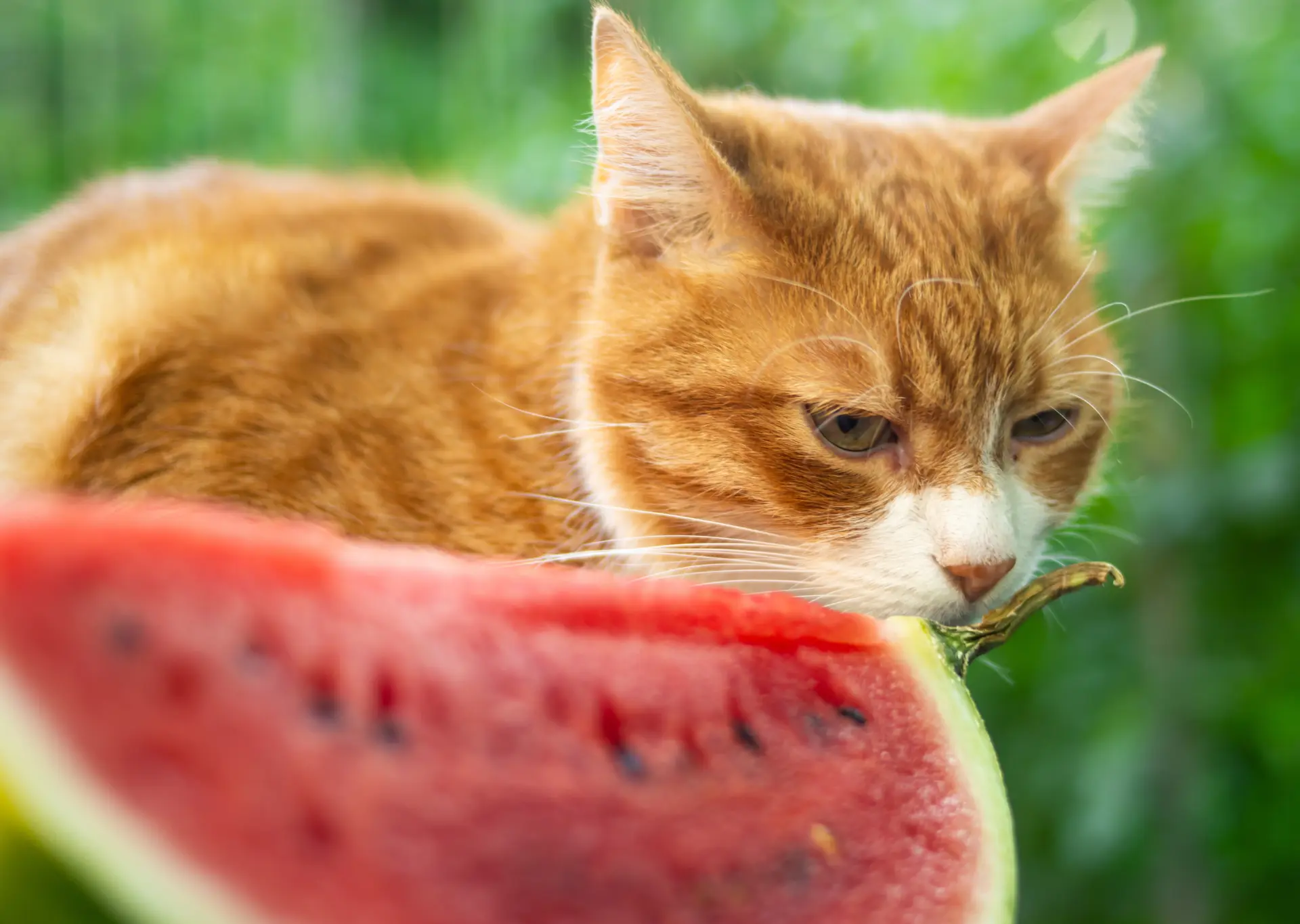 Ginger cat sniffing a large watermelon slice