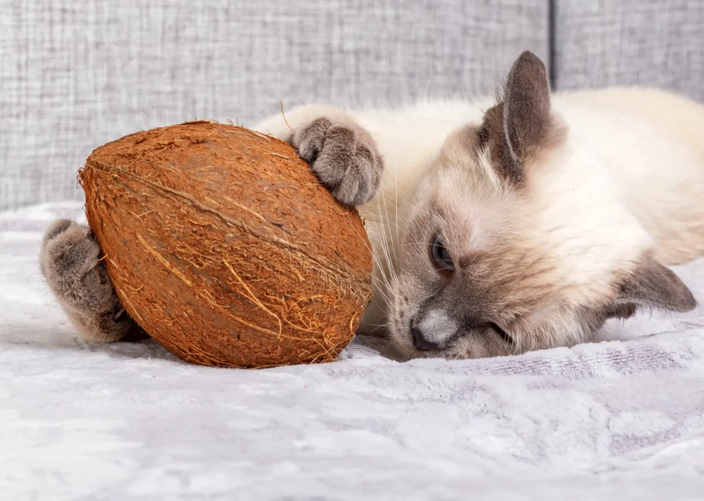Cat with it's paw on a coconut
