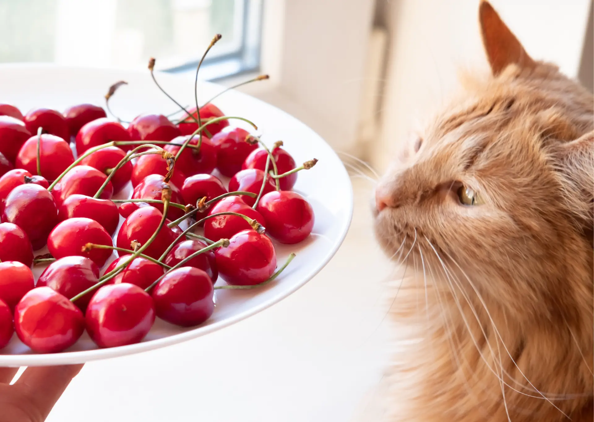 Ginger mainecoon cat looking at a plate of cherries