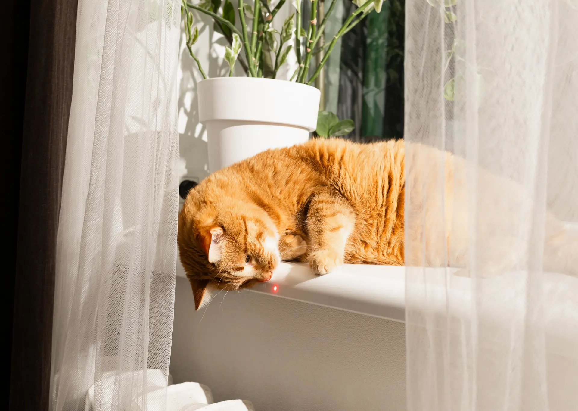 Ginger cat on windowsill reaching for red dot from laser pointer