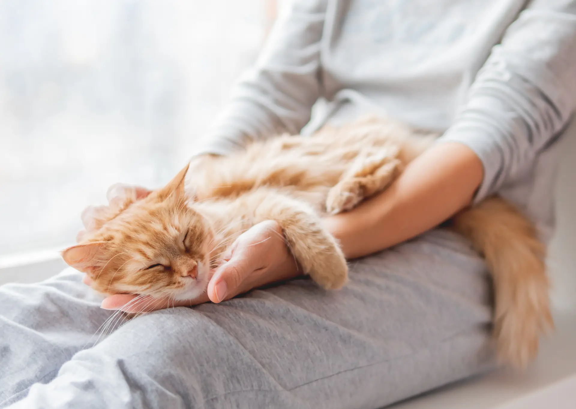 Ginger cat sleeping on owners lap who is dressed in grey