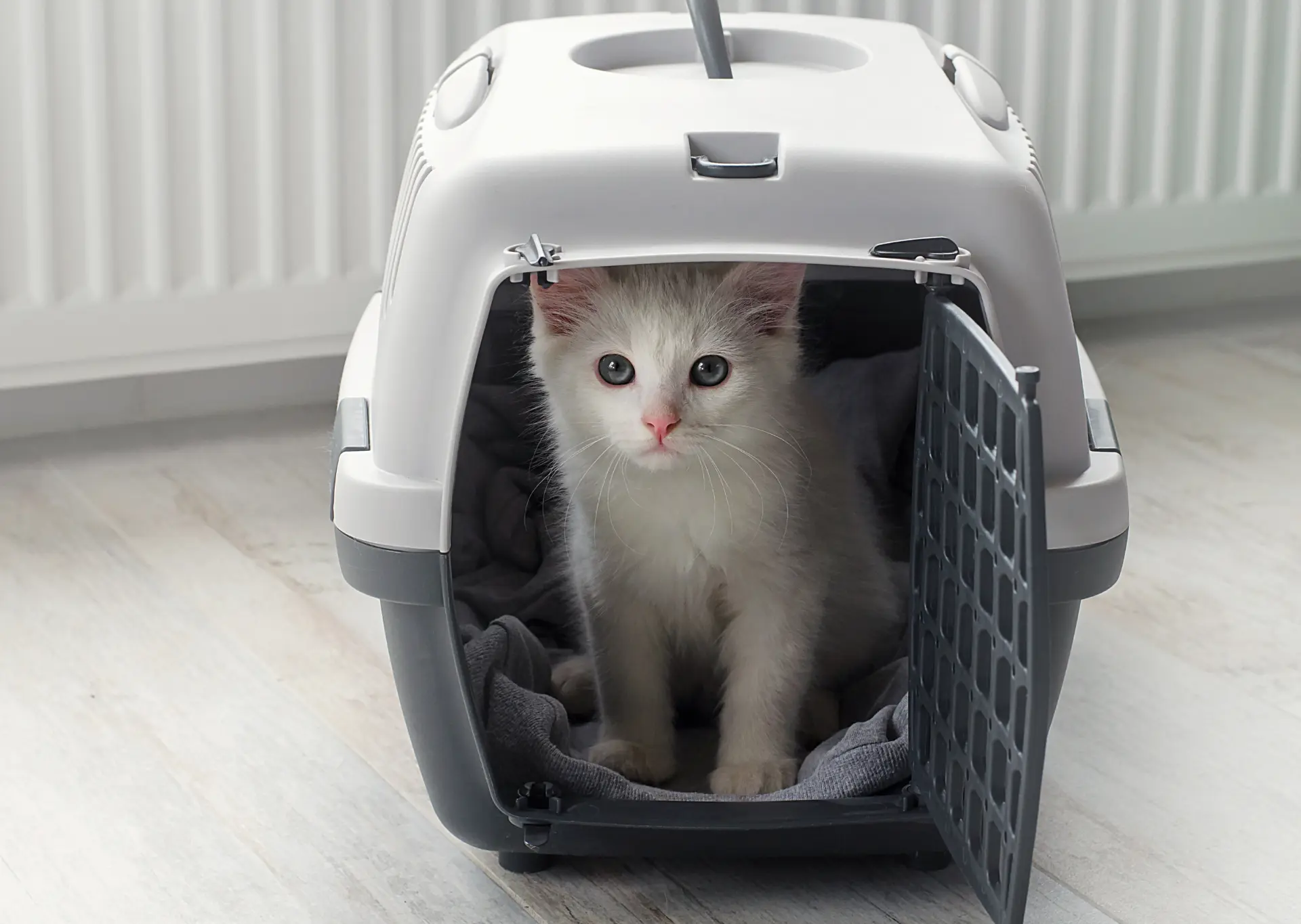 White cat in a cat carrier