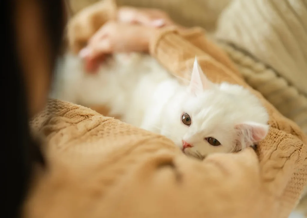 White cat looking up whilst curled up on owner's lap