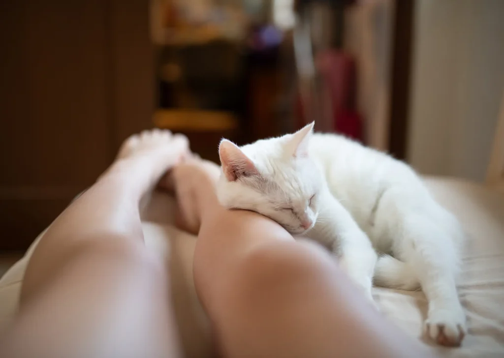 white cat sleeping resting it's head on the owner's leg