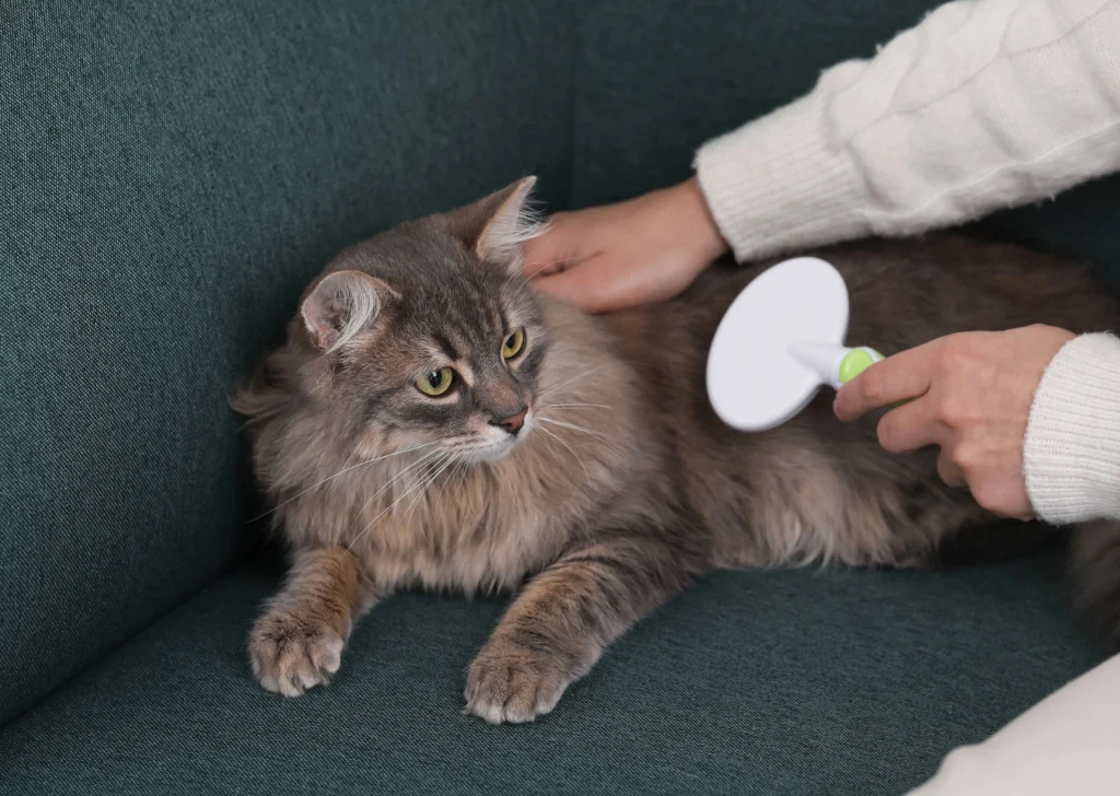 Maine Coon cat being brushed