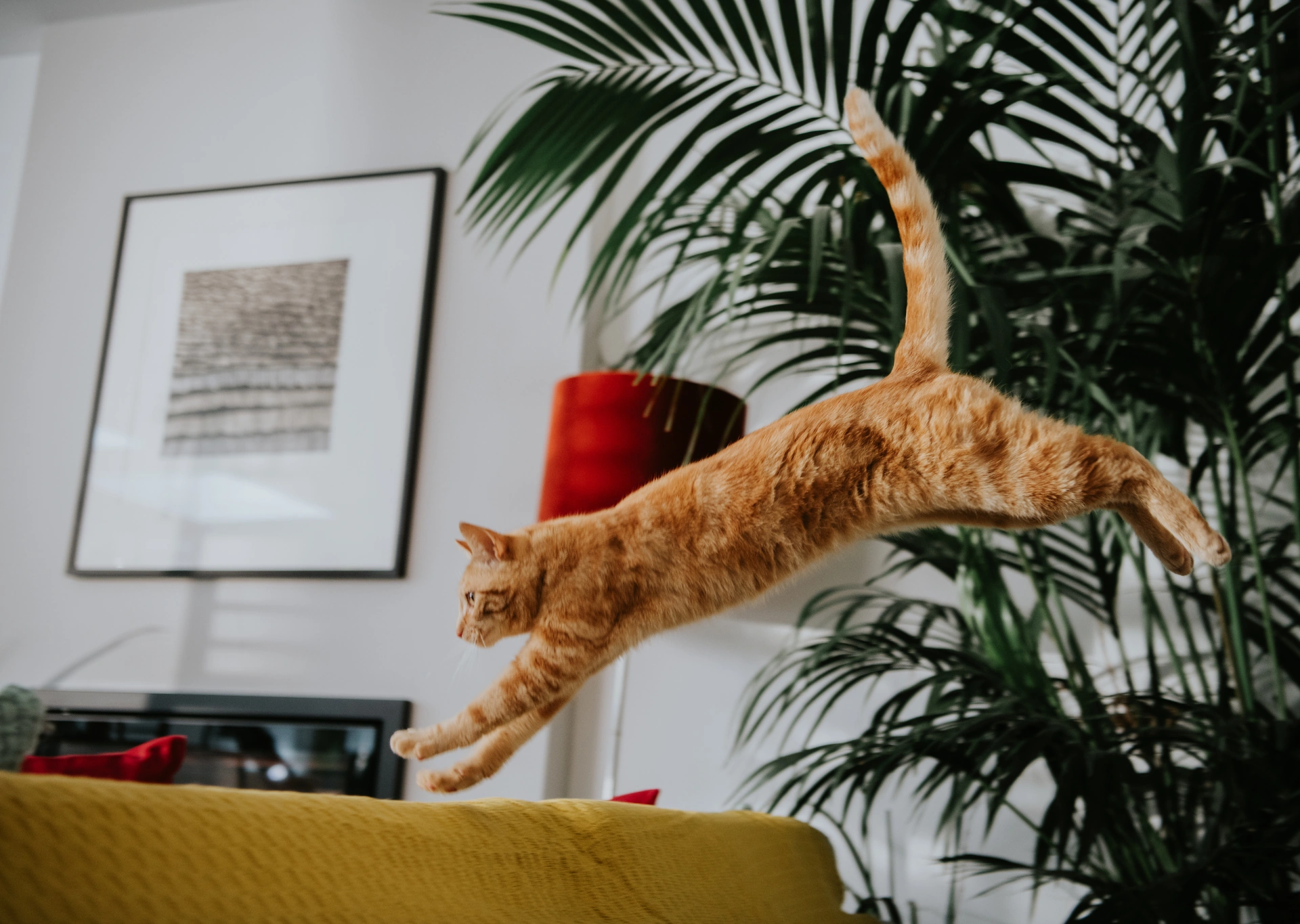 Ginger cat leaping onto sofa